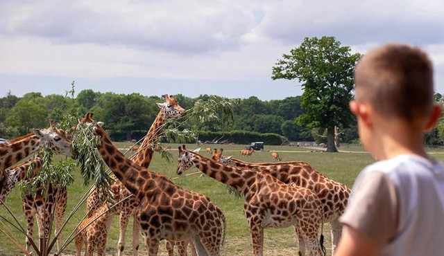 Knuthenborg Safaripark in Maribo
